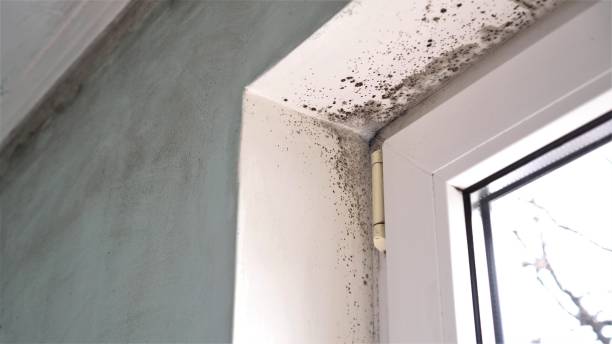 Best Commercial Mold Remediation in Talahi Island, GA