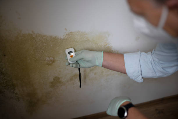 Best HVAC Mold Remediation in Talahi Island, GA