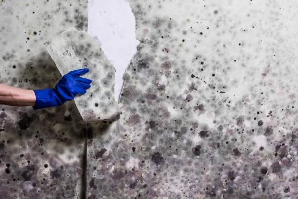 Best Kitchen Mold Remediation in Talahi Island, GA