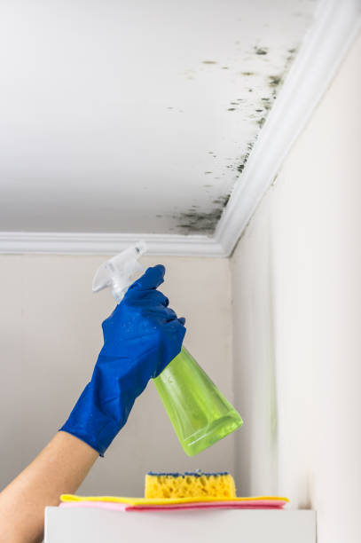 Best Crawl Space Mold Remediation in Talahi Island, GA