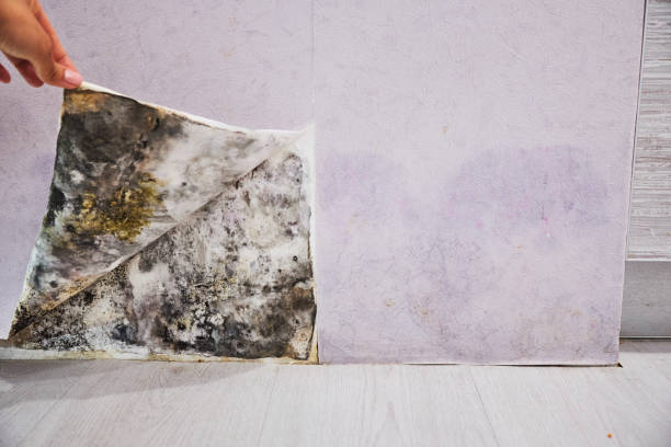 Best Localized Mold Remediation (e.g., coastal areas, humid climates) in Talahi Island, GA